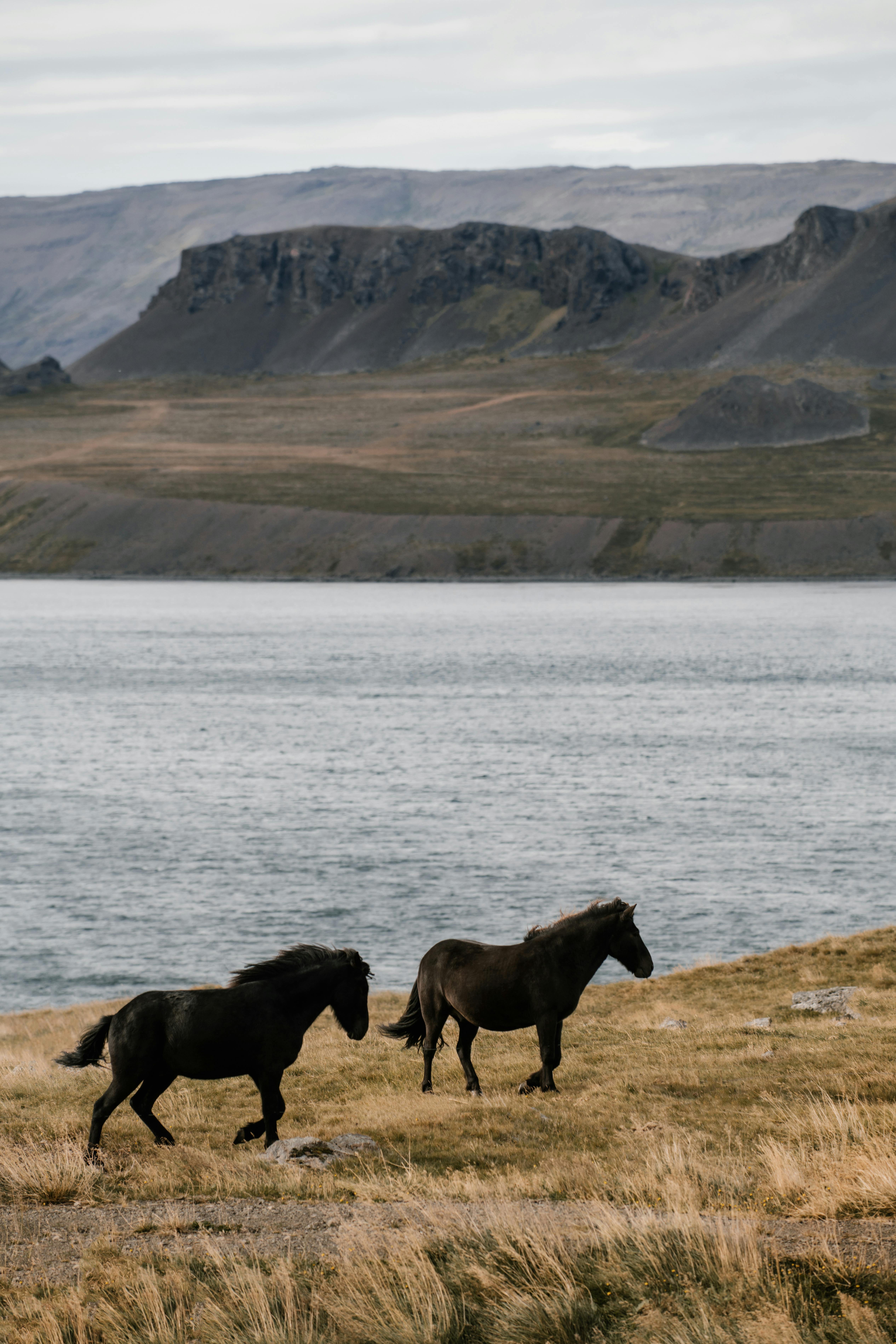 Side view of black horses running on shore of lake against remote mountains in cloudy day