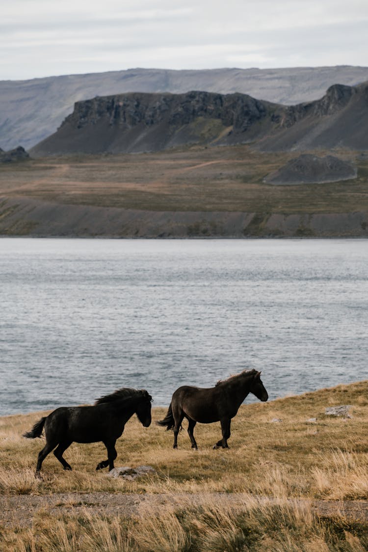 Black Horses Pasturing Near Lake