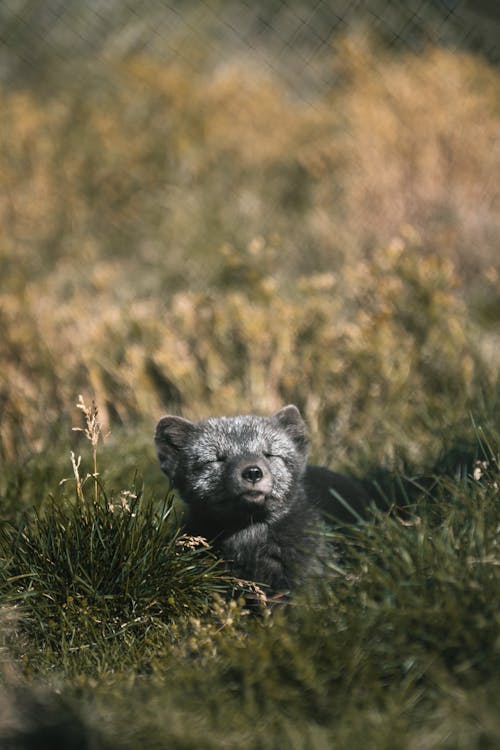 Charming gray arctic fox sunbathing on grass in sunlight