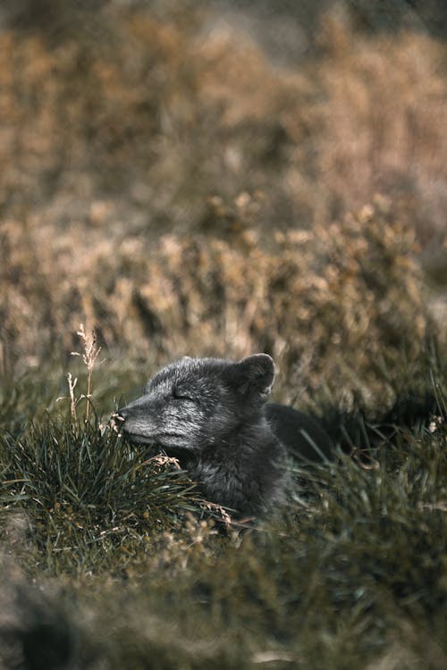 Gray arctic fox smelling wild plants on meadow in daylight