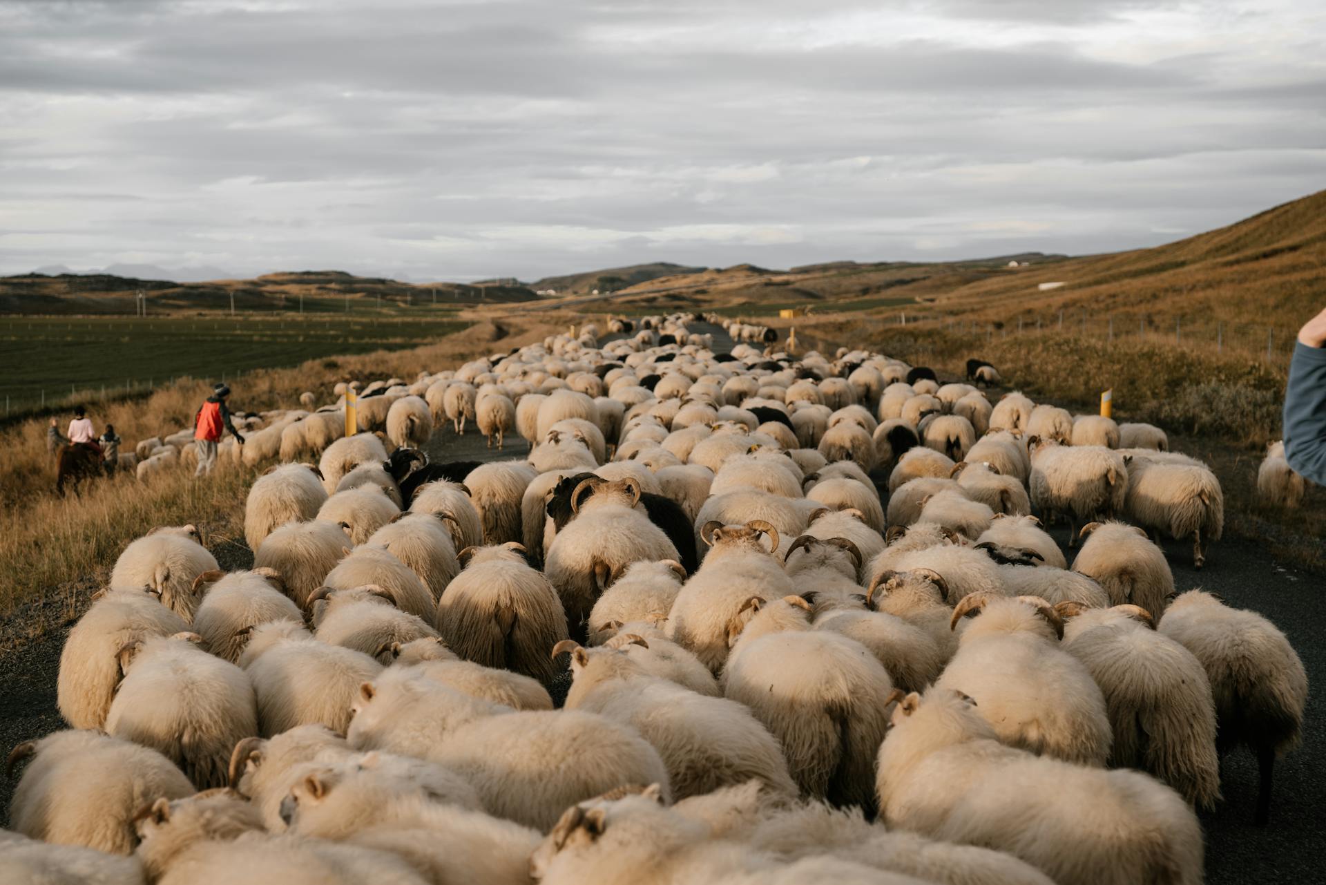 Herd of rams on field with group of farm workers