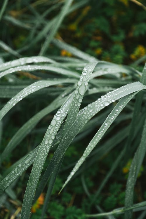 Grass with Drops of Water
