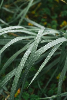 Detailed view of water droplets on green grass, capturing freshness and rejuvenation after rain.