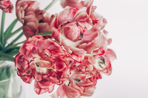 Free Delicate fresh red and white flowers in vase Stock Photo