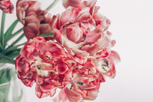 Delicate fresh red and white flowers in vase