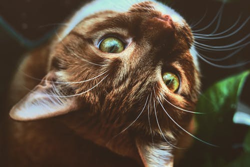 A Brown Tabby Cat in Close Up Photography