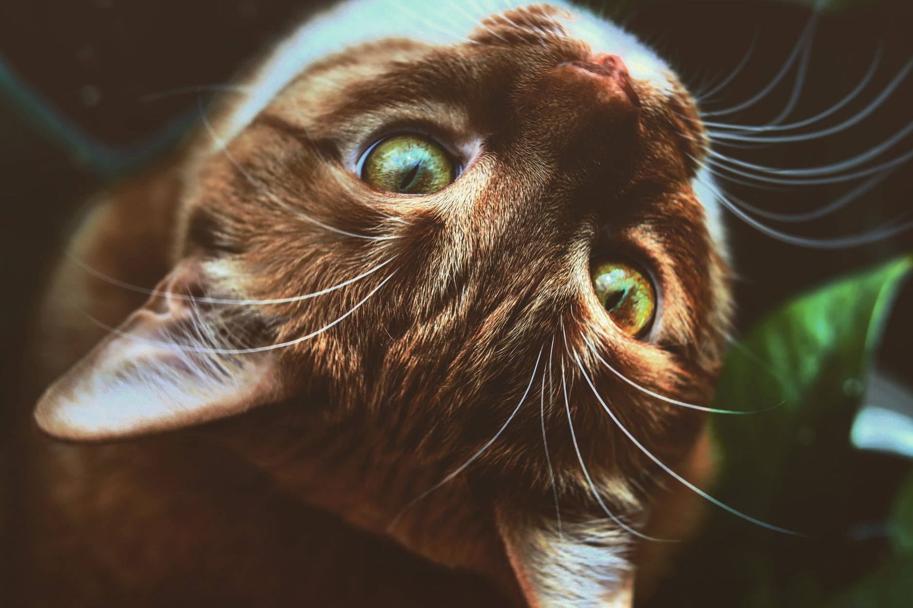 Veterinarian examining a cat during a checkup