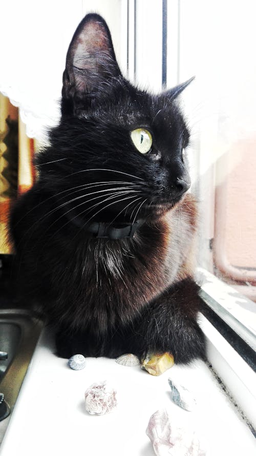 Free stock photo of black, cat Stock Photo