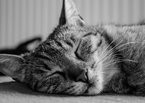 Free Grayscale Silver Tabby Cat Sleeping Stock Photo
