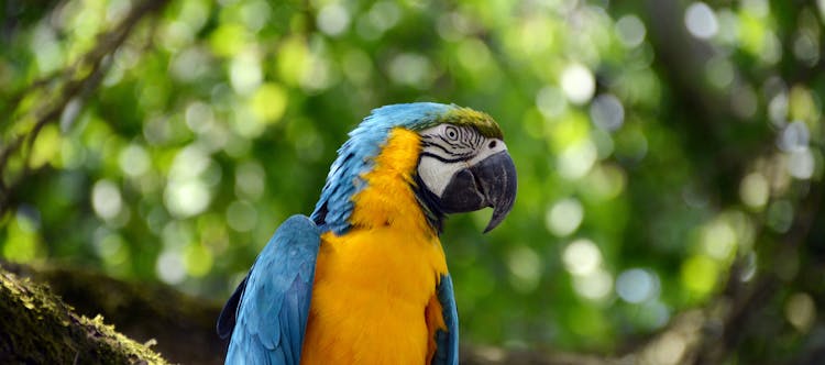 Yellow And Blue Parrot