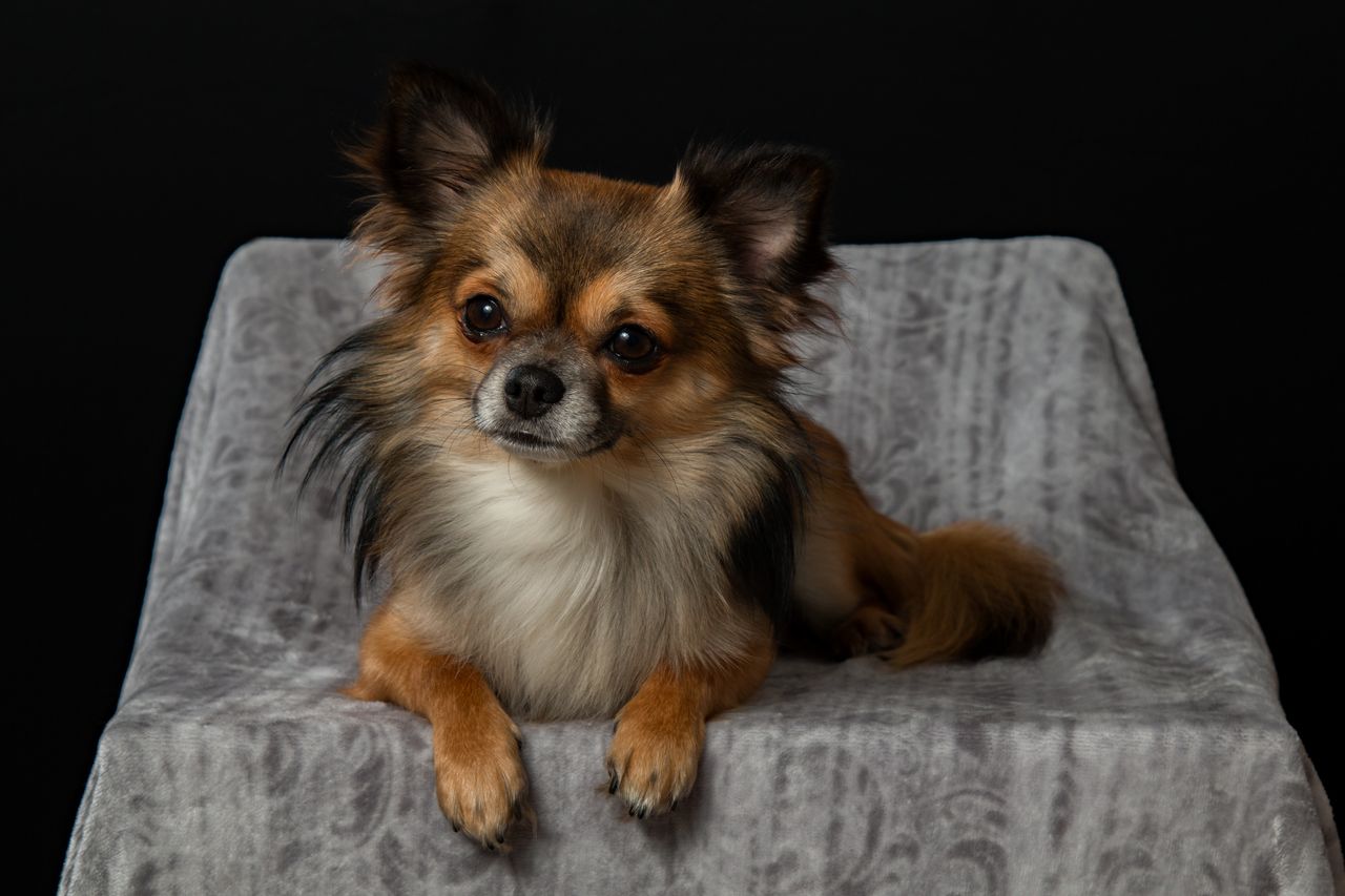 charming studio portrait of a cute chihuahua lying on a textured fabri