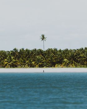 A serene tropical beachscape with palm trees lining the shore and a vibrant ocean in the foreground.