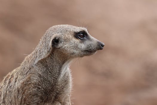 Side view of a meerkat in focus against a blurred brown background.