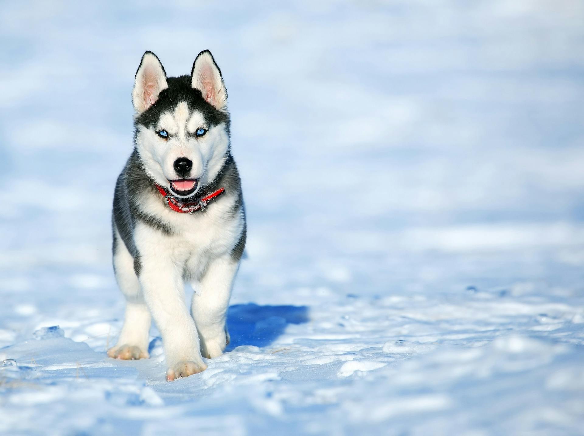 White and Black Siberian Husky