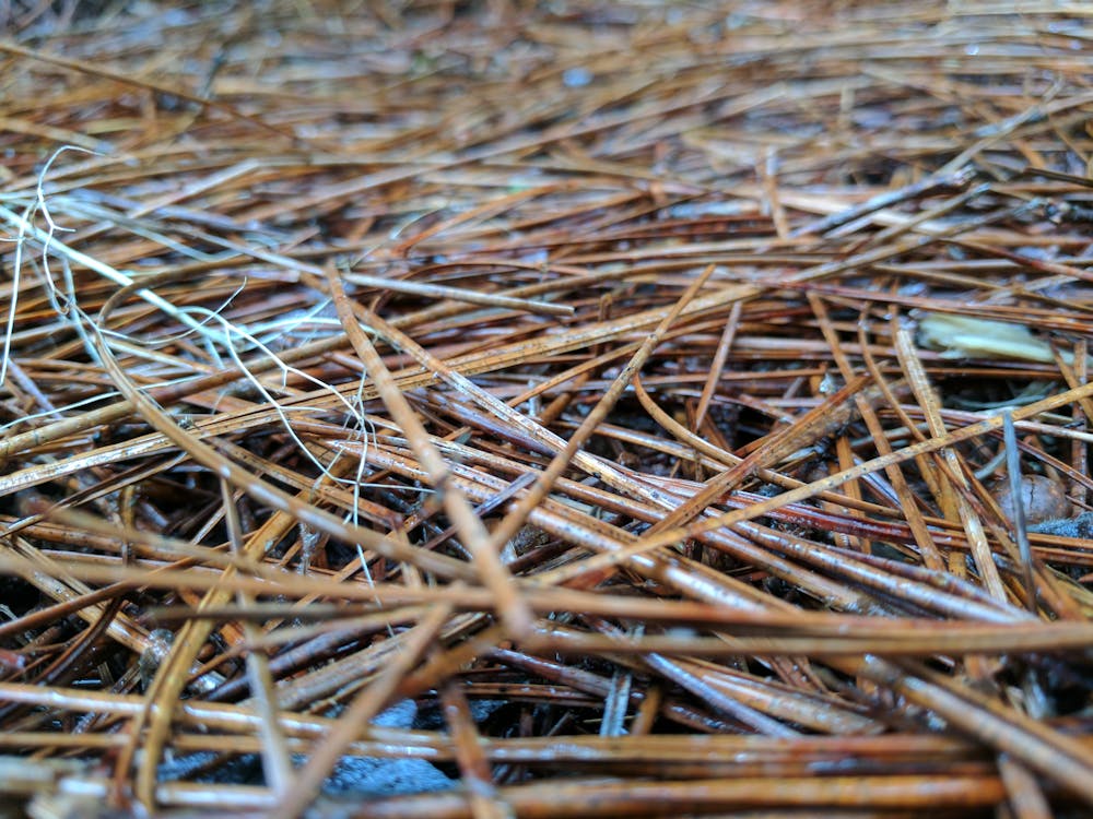 Free stock photo of pine, pine needles, pine straw.