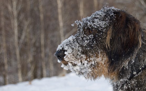 Free stock photo of cold, snow, winter, animal