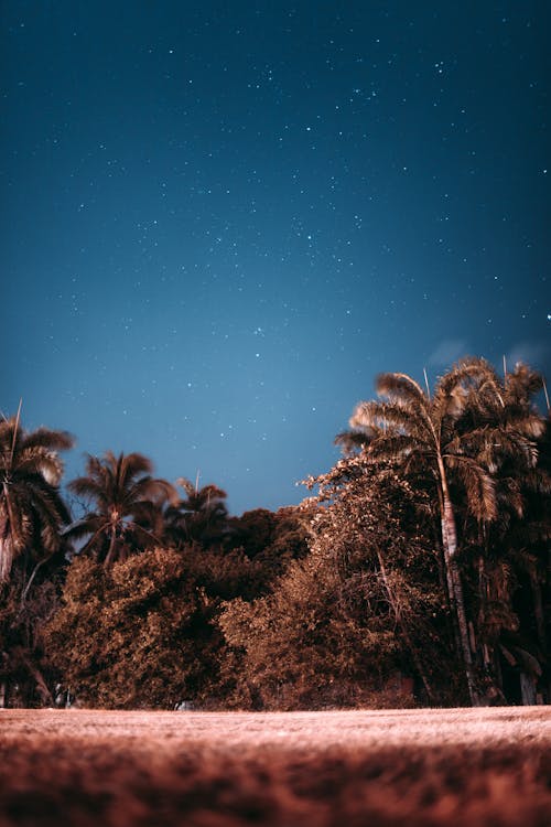 Ground level of tall tropical trees located against blue sky with stars in evening