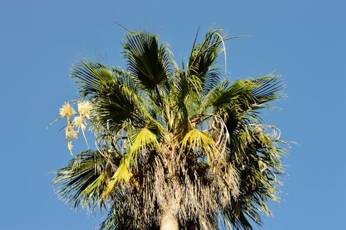 Green Majesty Palm Tree