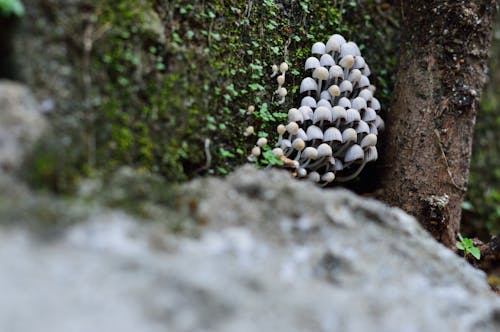 Free Selective Focus Photography of White Mushrooms Stock Photo
