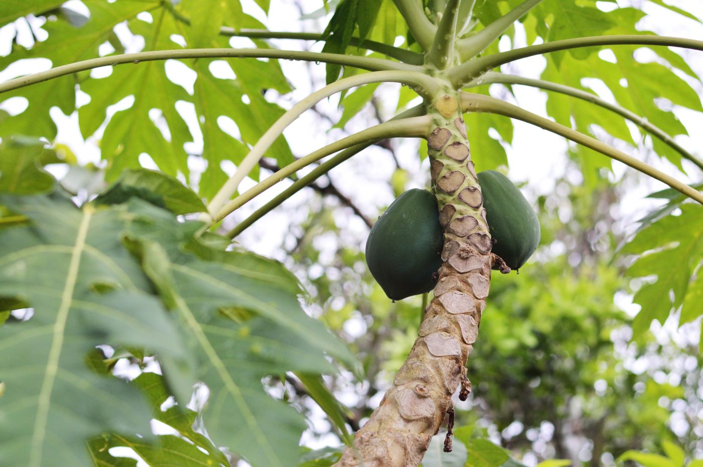 Fresh papayas