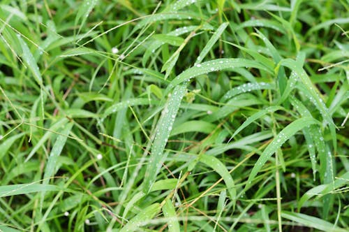 Wassertropfen Auf Grünem Gras