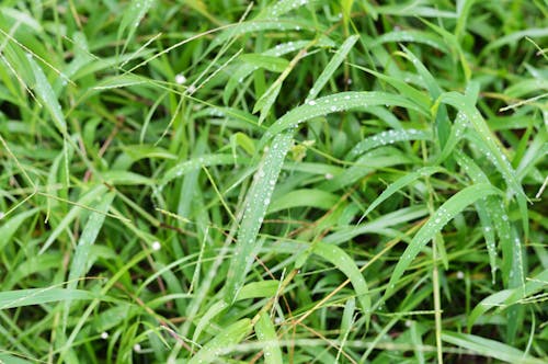 Water Droplets on Green Grass