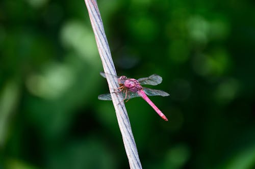 Free Pink Dragonfly Stock Photo