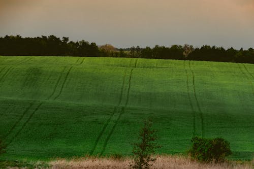 Kostnadsfri bild av fält, gräs, grön