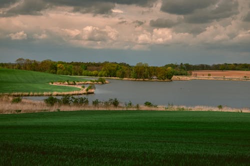 Kostnadsfri bild av fält, gräs, grön