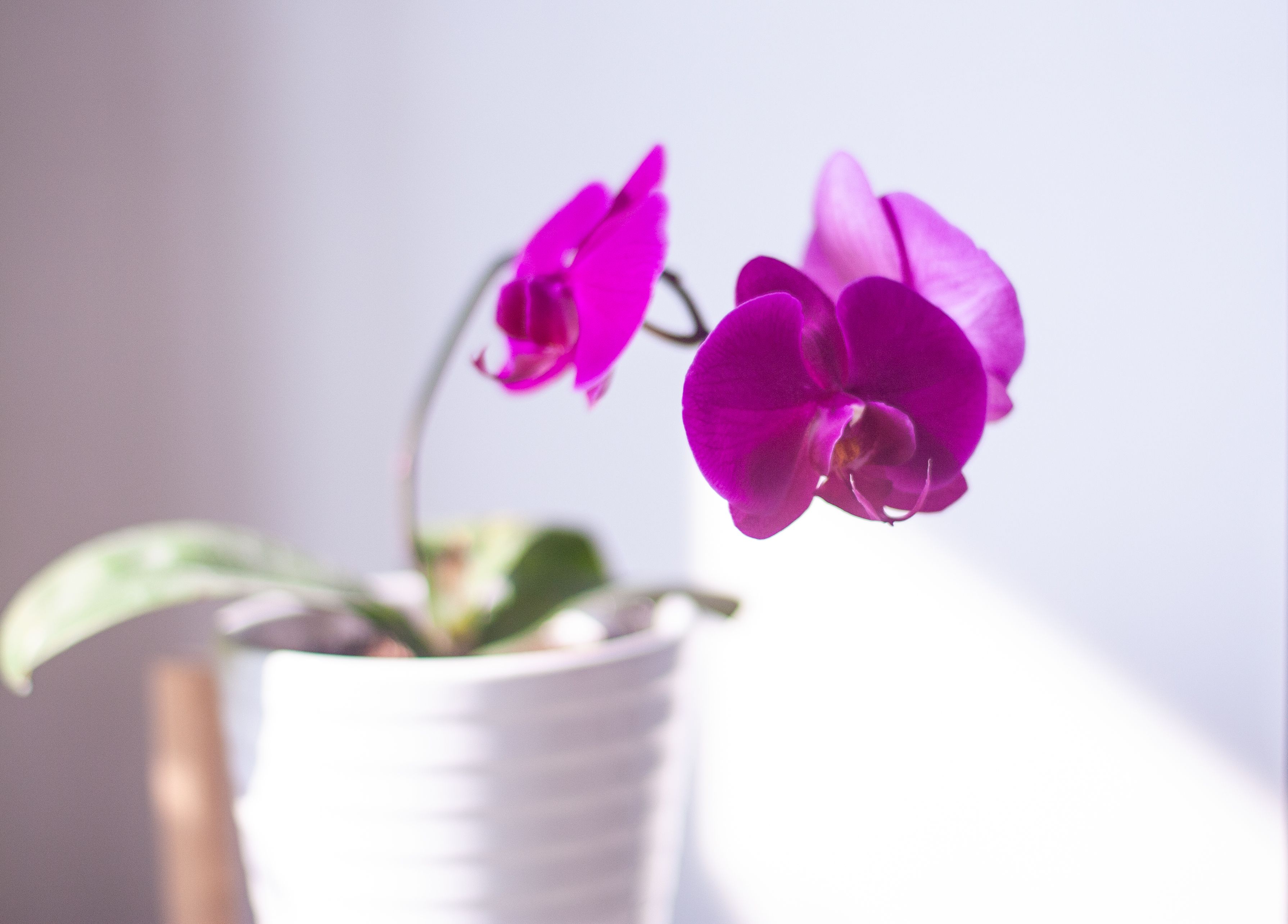 Orchids