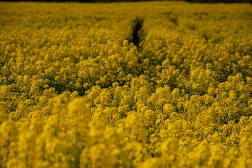 Free stock photo of field, golden yellow, nature Stock Photo