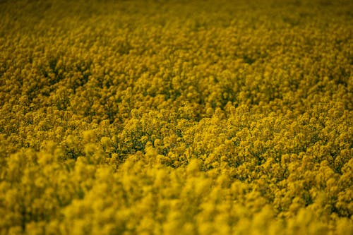 Beautiful Yellow Flowers on the Field