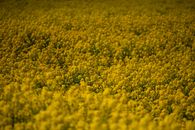 Beautiful Yellow Flowers on the Field