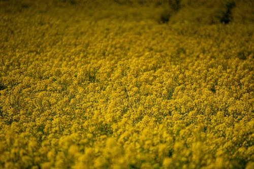 Free stock photo of field, golden yellow, nature