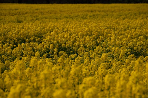 Free stock photo of field, golden yellow, nature