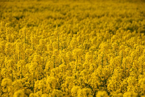 Kostnadsfri bild av fält, gul, gul bakgrund