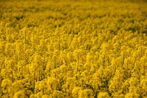 Free stock photo of field, golden yellow, nature