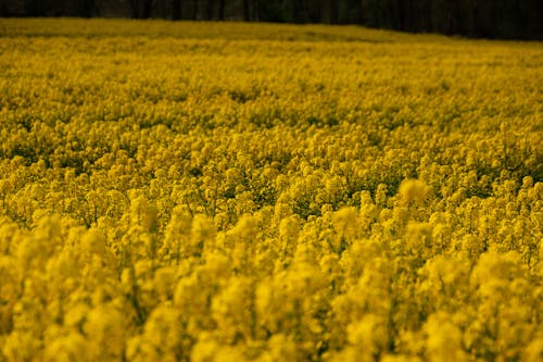 Free stock photo of field, golden yellow, nature