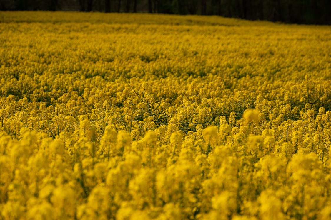 Kostnadsfri bild av fält, gul, gul bakgrund