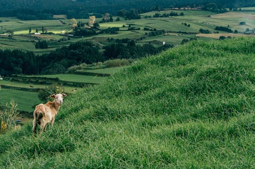 A Brown Goat on the Green Grass Field