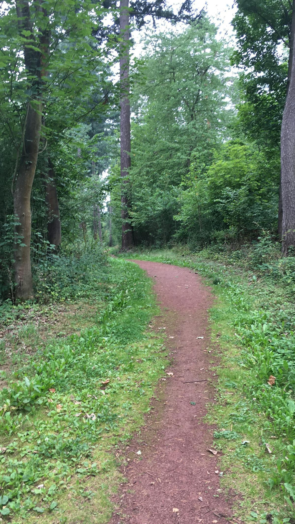 Roasted chickpeas on a baking sheet with spices