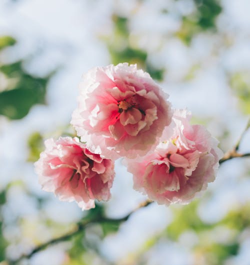 Delicate flowers of sakura in sunlight