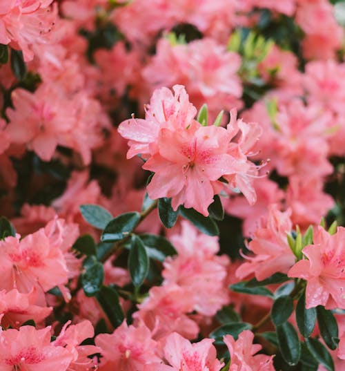 Delicate pink flowers on thin branch with dark green leaves in garden in daylight