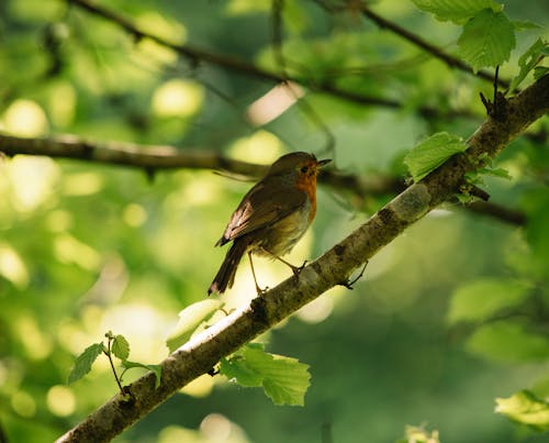 European Robin Bird on the Tree Branch