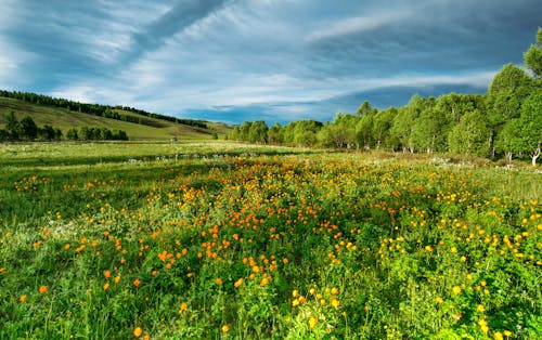 Champ De Fleurs