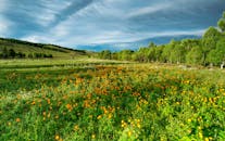 在戏剧性的天空下，郁郁葱葱的夏季草地充满活力，野花和树木生机勃勃