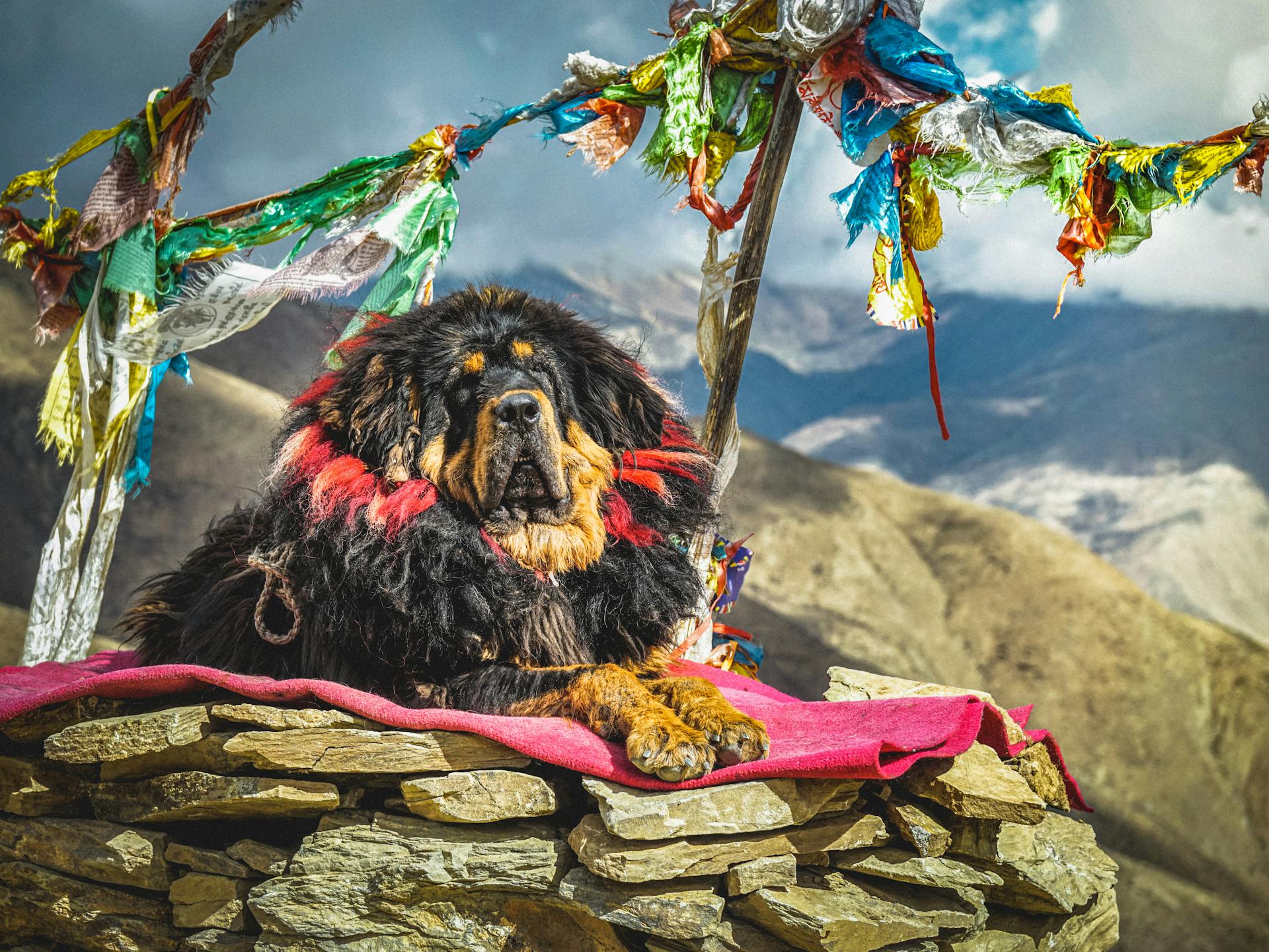 Big Tibetan Mastiff with thick dark fur looking at camera while lounging on pink blanket on stones under multi colored pieces of cloth on sticks in mountain valley