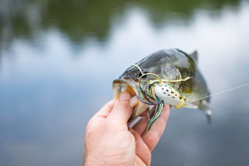 Free A person holds a largemouth bass with a fishing lure in a tranquil outdoor setting. Stock Photo