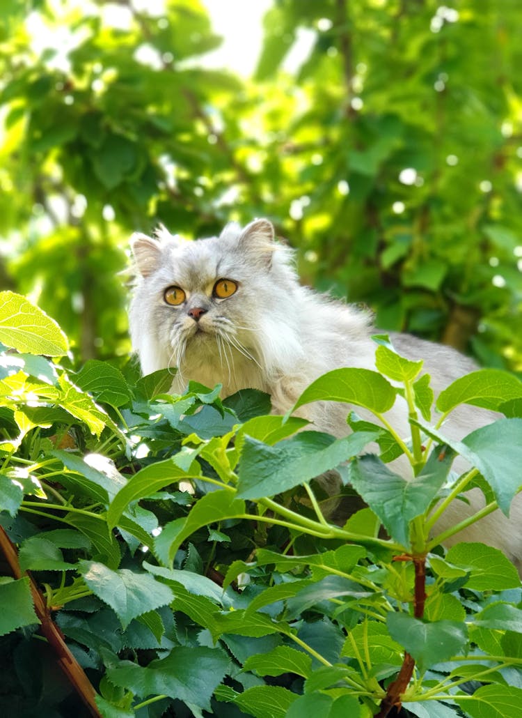 Persian Cat Lounging On Bush