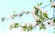 White and Pink Cherry Blossoms